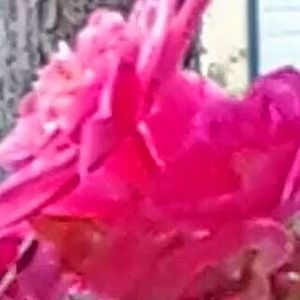 Meet your Posher, Colleen